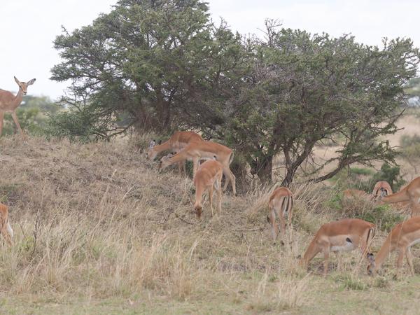 <h3><a href="/trips/tanzania/biota/animalia/chordata/mammalia/artiodactyla/bovidae/aepyceros melampus/aepyceros melampus-nl.html">Aepyceros&nbsp;melampus</a> / Impala / Impala</h3>OM-1 Mark II met OLYMPUS M.150-400mm F4.5, 1/2000 sec  bij F4.5, ISO 1000, afstand 43.9&nbsp;m